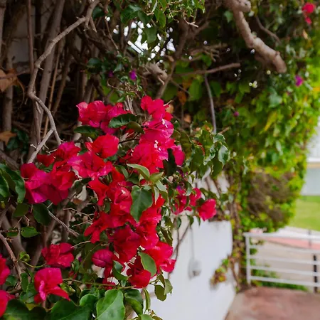 Almadraba Apartment Roses